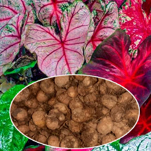 Caladium Flower Bulbs