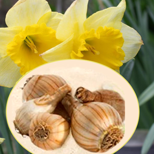 Daffodil Flower Bulbs