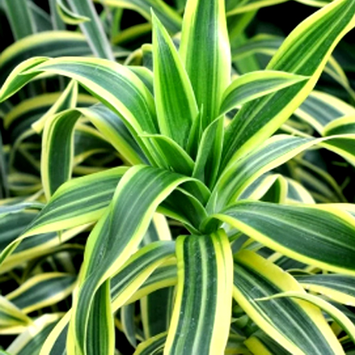 Dracaena plant