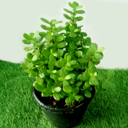 Jade plants