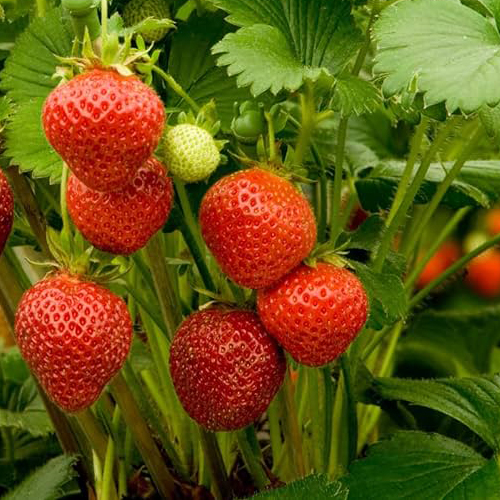 Strawberry Plants
