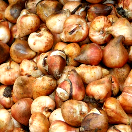Tullip Flower Bulb