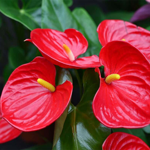 anthurium plant