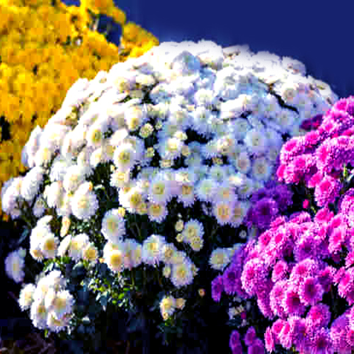 Chrysanthemum Flower Plant