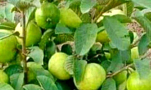  fruit plants Suppliers Delhi